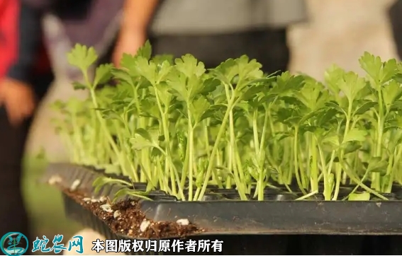 2022年6月12日芹菜苗价格多少钱...