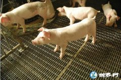 养猪场设备、如何选择钢铁丝猪床网来改...
