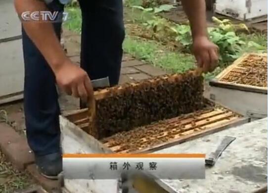 蜜蜂养殖、蜜蜂养殖技术视频全集（二）