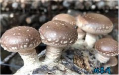 香菇菌种、香菇菌种怎么培育出来的？