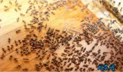 家中有蚂蚁如何消灭？
