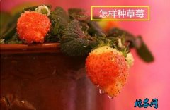 怎样种草莓？家庭花盆种植草莓步骤图！