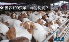 养殖羊、圈养100只羊一年的利润？
