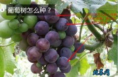 葡萄树怎么种？怎样种葡萄能增大果粒？