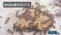 除蚂蚁19种、除蚂蚁最有效方法？