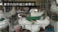 鸽子养殖技术、夏季肉鸽养殖注意事项！