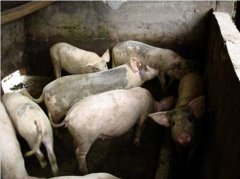 生猪养殖、2020年生猪养殖业前景与...