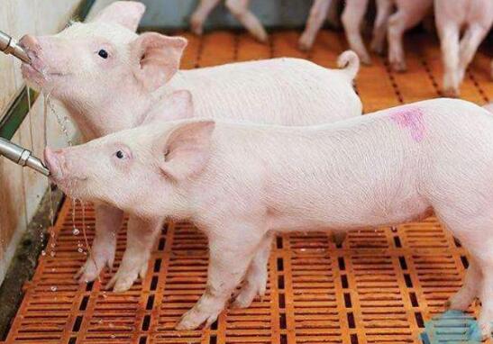 2020年11月10日生猪价格行情、今日生猪多少钱一斤？