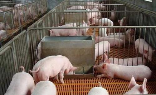 2020年11月10日生猪价格行情、今日生猪多少钱一斤？
