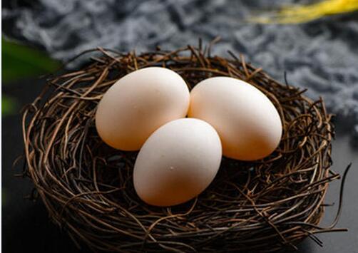 2020年11月8日白鸽蛋价格行情、今日白鸽蛋多少钱一个？