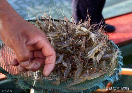 河虾养殖图片3