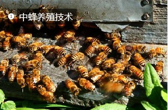 中蜂养殖技术图片1