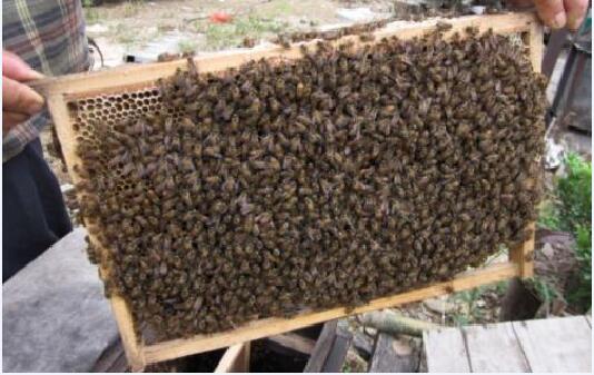 中蜂养殖技术图片2