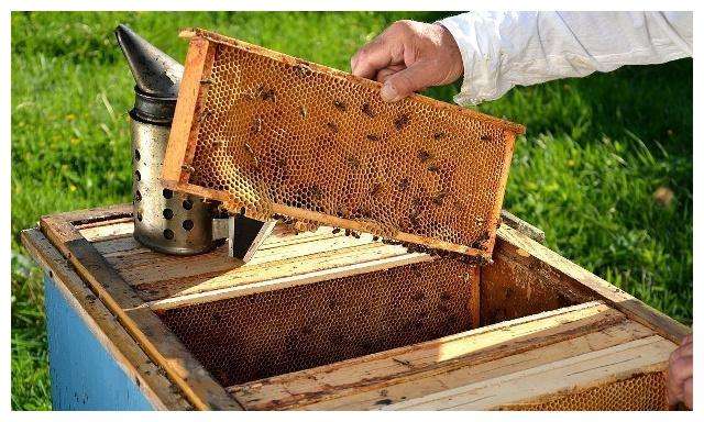 中蜂养殖技术图片4
