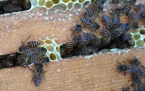 中蜂养殖技术图片6