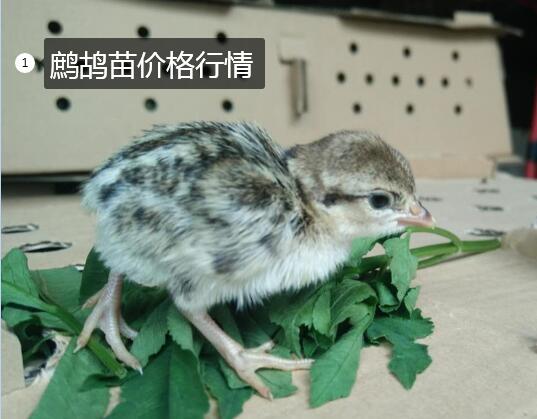 鹧鸪苗价格图