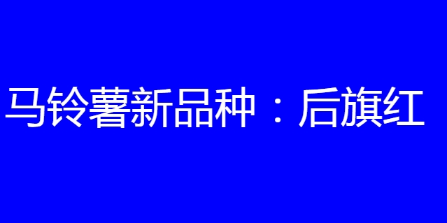 马铃薯新品种:后旗红简介