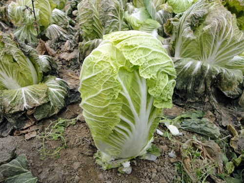 大白菜的价格