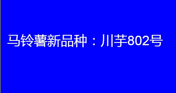 马铃薯新品种:川芋802号简介