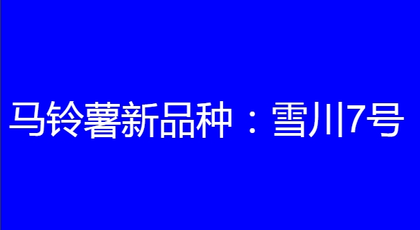 马铃薯新品种:雪川7号