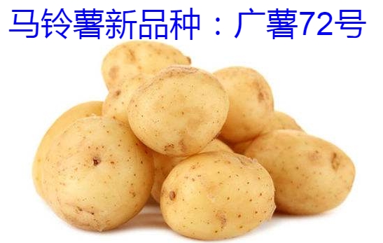 马铃薯新品种:广薯72号简介