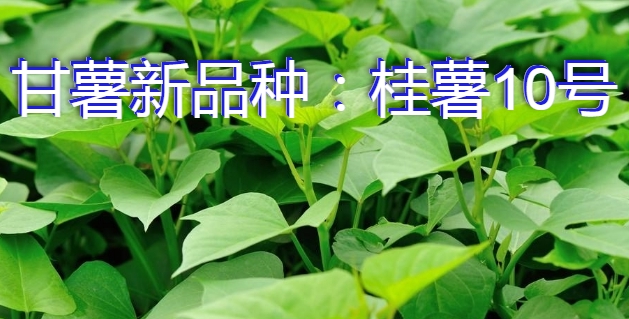 甘薯新品种：桂薯10号简介