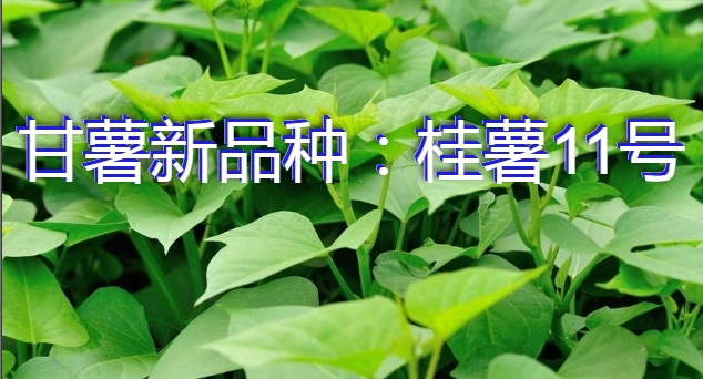 甘薯新品种:桂薯11号简介