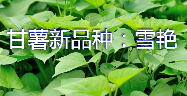 甘薯新品种：雪艳
