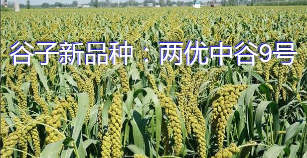 谷子新品种：两优中谷9号
