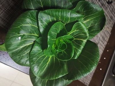 素烧青菜做法步骤图1