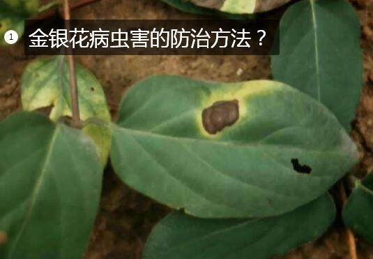 金银花栽培图