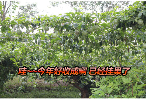 海南:百香果园里当“尖兵”