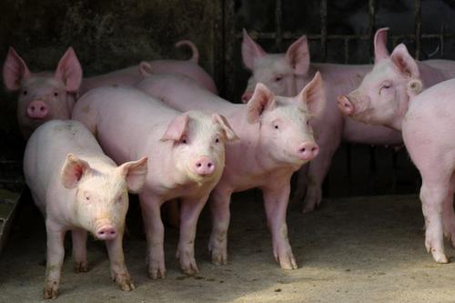 2020年11月17日生猪价格行情、今日各种生猪多少钱一斤？