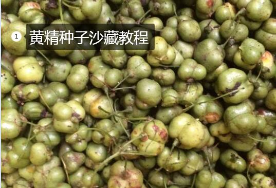 黄精的种子图片1