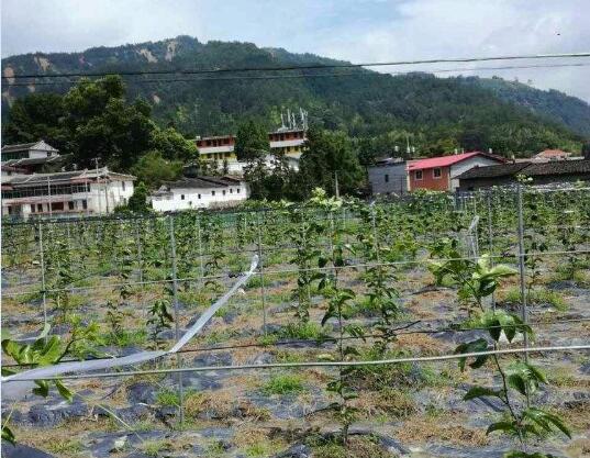 百香果一般种几年结果