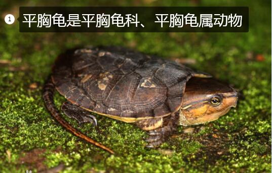 宣城汀溪乡现国家一级保护濒危物种平胸龟!