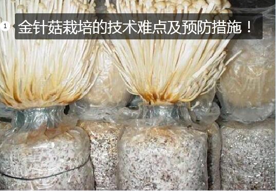 怎样种金针菇图1