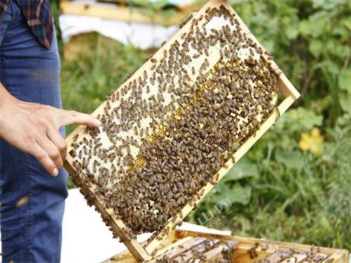 2020年11月23日中蜂价格行情、今日土蜂、中华蜜蜂多少钱一箱？
