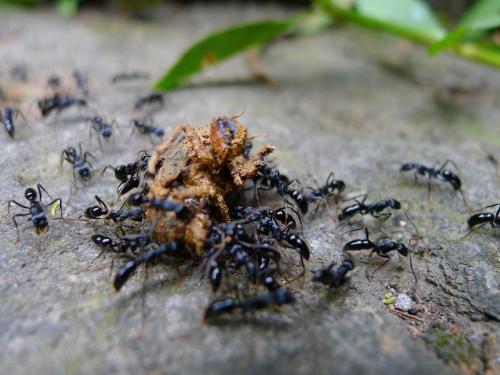 2020年11月23日黑蚂蚁价格行情、今日拟黑多刺蚁多少钱一斤？