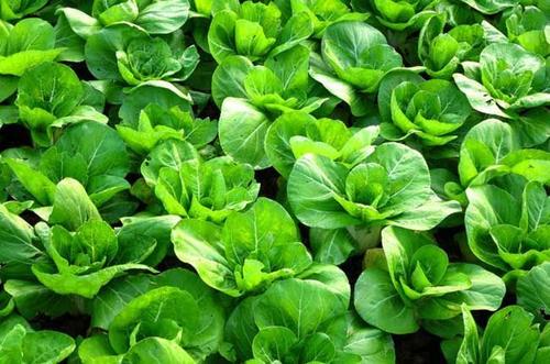 2020年11月24日青菜价格行情、今日各种青菜多少钱一斤?