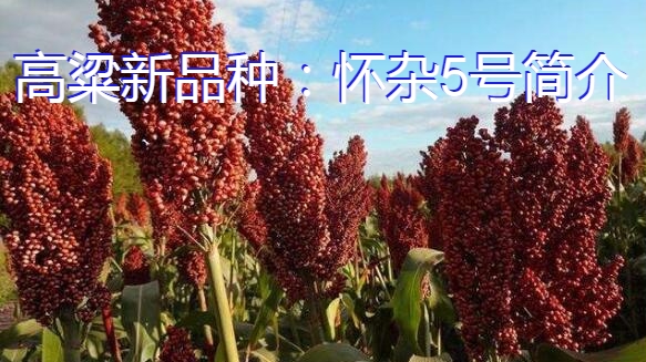 高粱新品种:怀杂5号简介