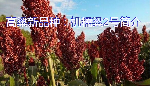 高粱新品种:机糯粱2号简介