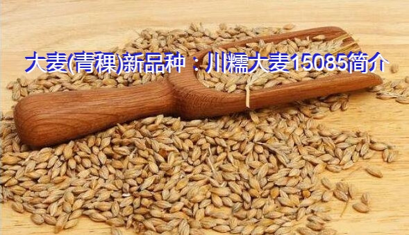 大麦(青稞)新品种:川糯大麦15085简介