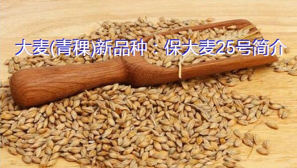 大麦(青稞)新品种:保大麦25号简介