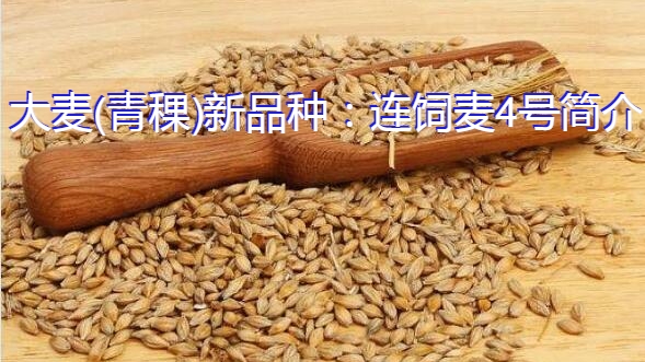 大麦(青稞)新品种:连饲麦4号简介