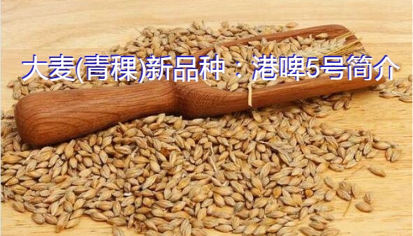 大麦(青稞)新品种:港啤5号简介