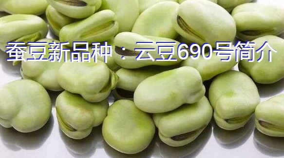 蚕豆新品种:云豆690号简介