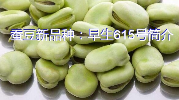 蚕豆新品种：早生615号简介