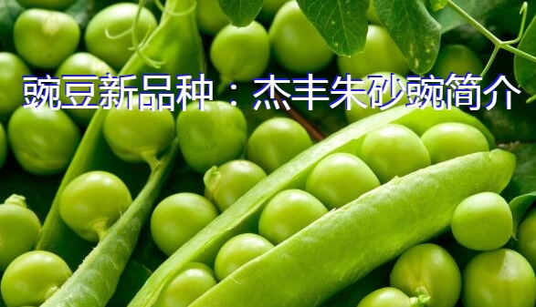 豌豆新品种:杰丰朱砂豌简介