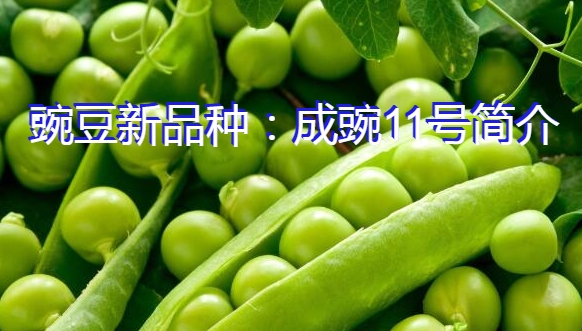 豌豆新品种:成豌11号简介